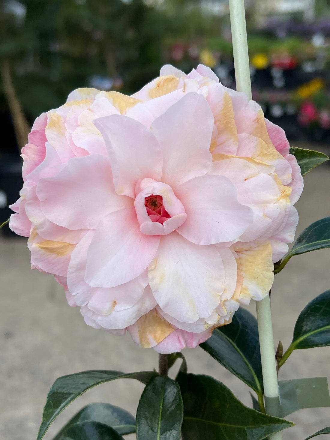 Camellia 'Buttons and Bows' - Large - Ladybird Nursery