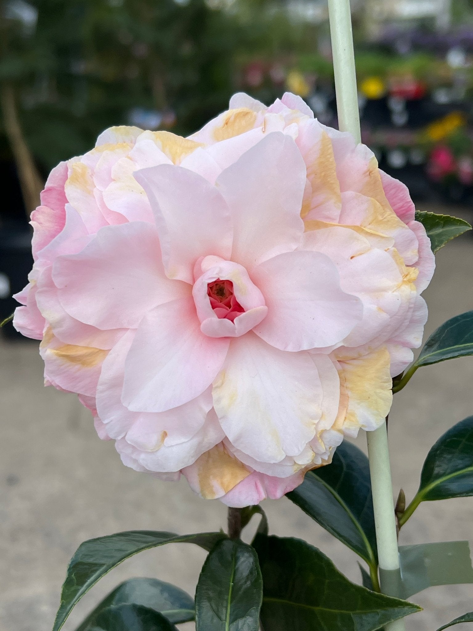 Camellia 'Buttons and Bows' - Large - Ladybird Nursery
