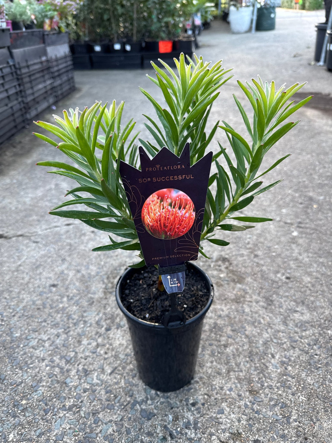 Leucospermum 'So Successful' - Ladybird Nursery