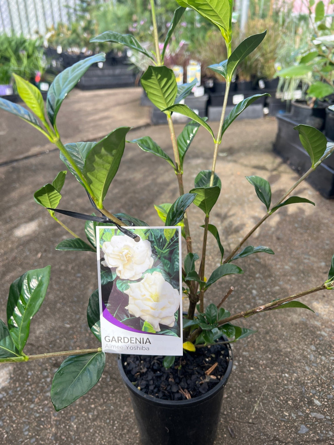 Gardenia 'Aimee Yoshiba' (Gardenia augusta) - Ladybird Nursery
