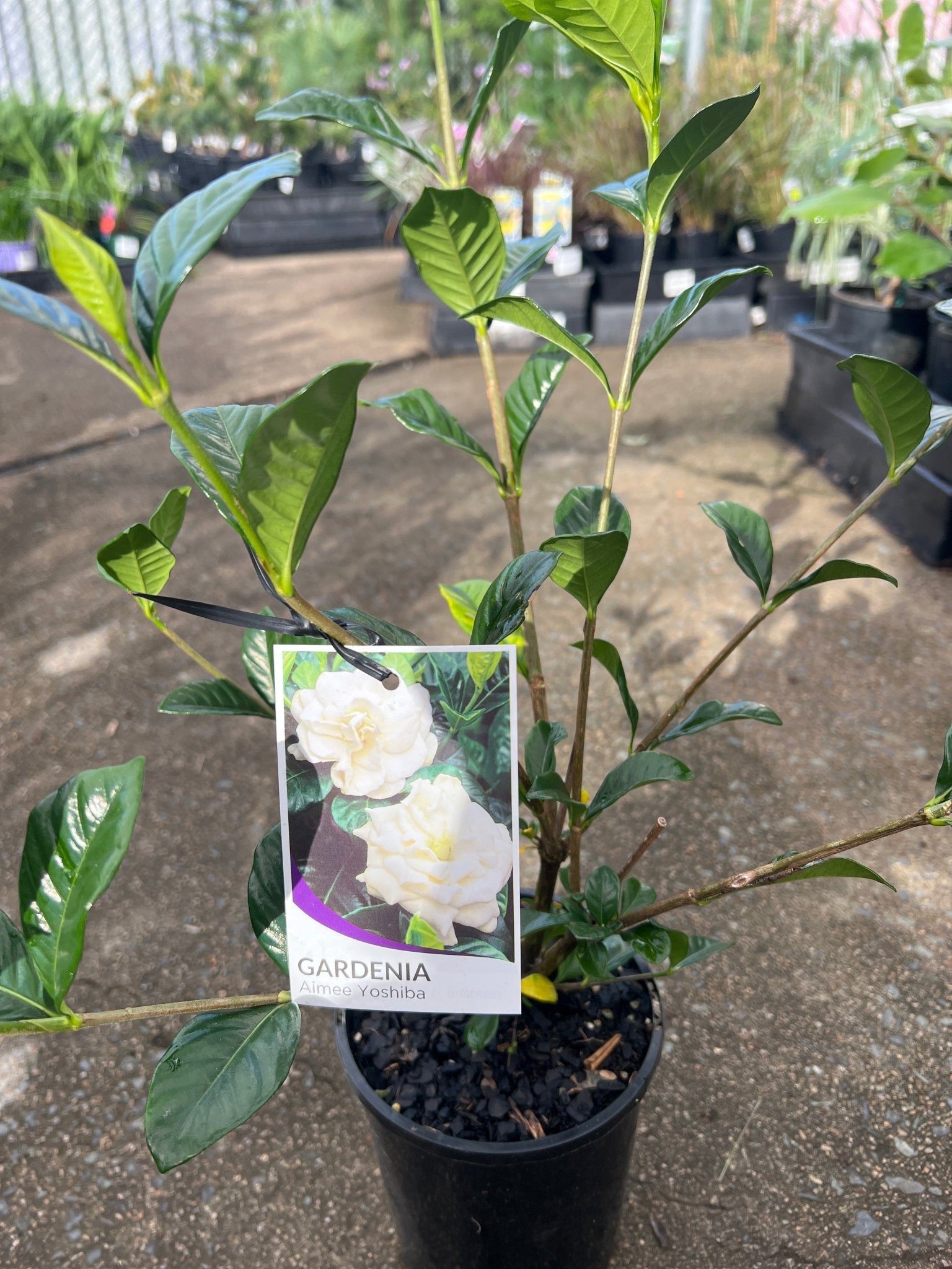 Gardenia 'Aimee Yoshiba' (Gardenia augusta) - Ladybird Nursery