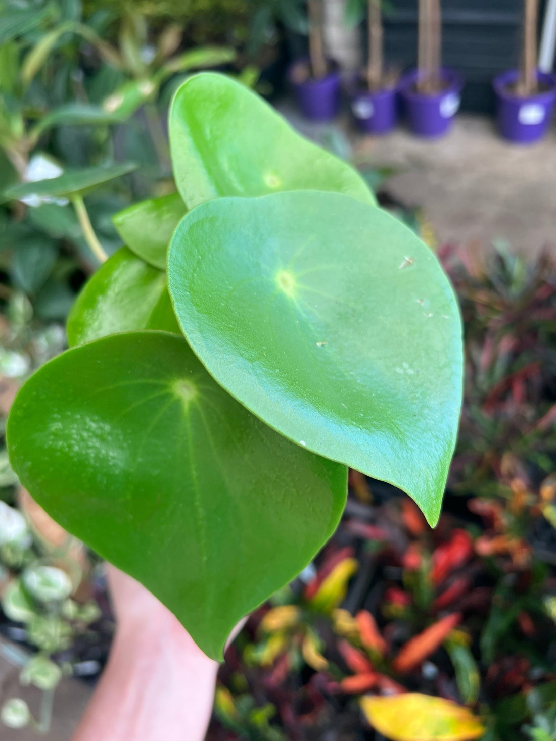 Peperomia Raindrops (Peperomia polybotrya) - Ladybird Nursery