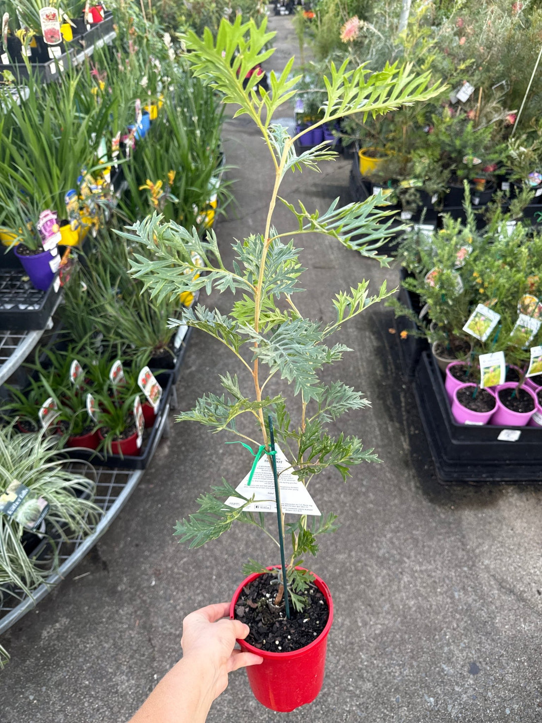 Dwarf Grevillea 'Bigfoot' - Ladybird Nursery