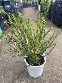 Thyme Honey Myrtle 'White Lace' (Melaleuca thymifolia) - Ladybird Nursery
