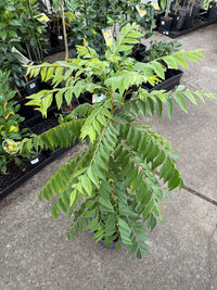 Curry Tree (Murraya koenigii) - Advanced size 200mm Pot - Ladybird Nursery