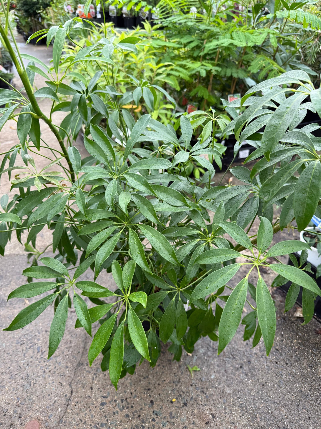 Dwarf Umbrella Plant (Schefflera arboricola) - Ladybird Nursery