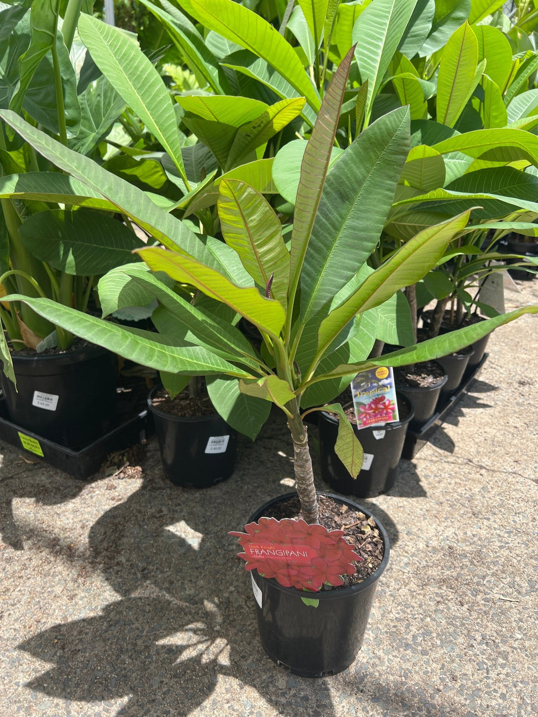 Frangipani Aloha Dark Knight (Plumeria) - Ladybird Nursery