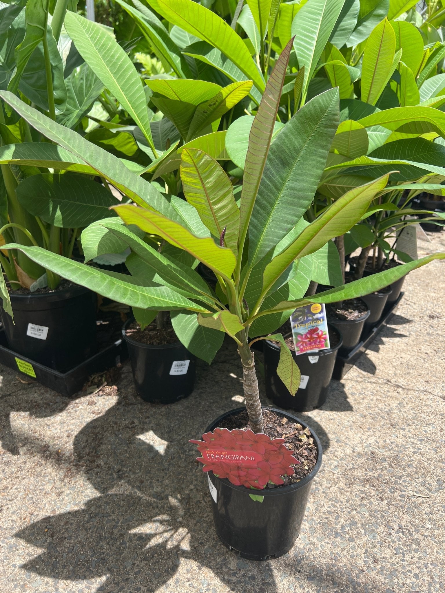 Frangipani Aloha Dark Knight (Plumeria) - Ladybird Nursery