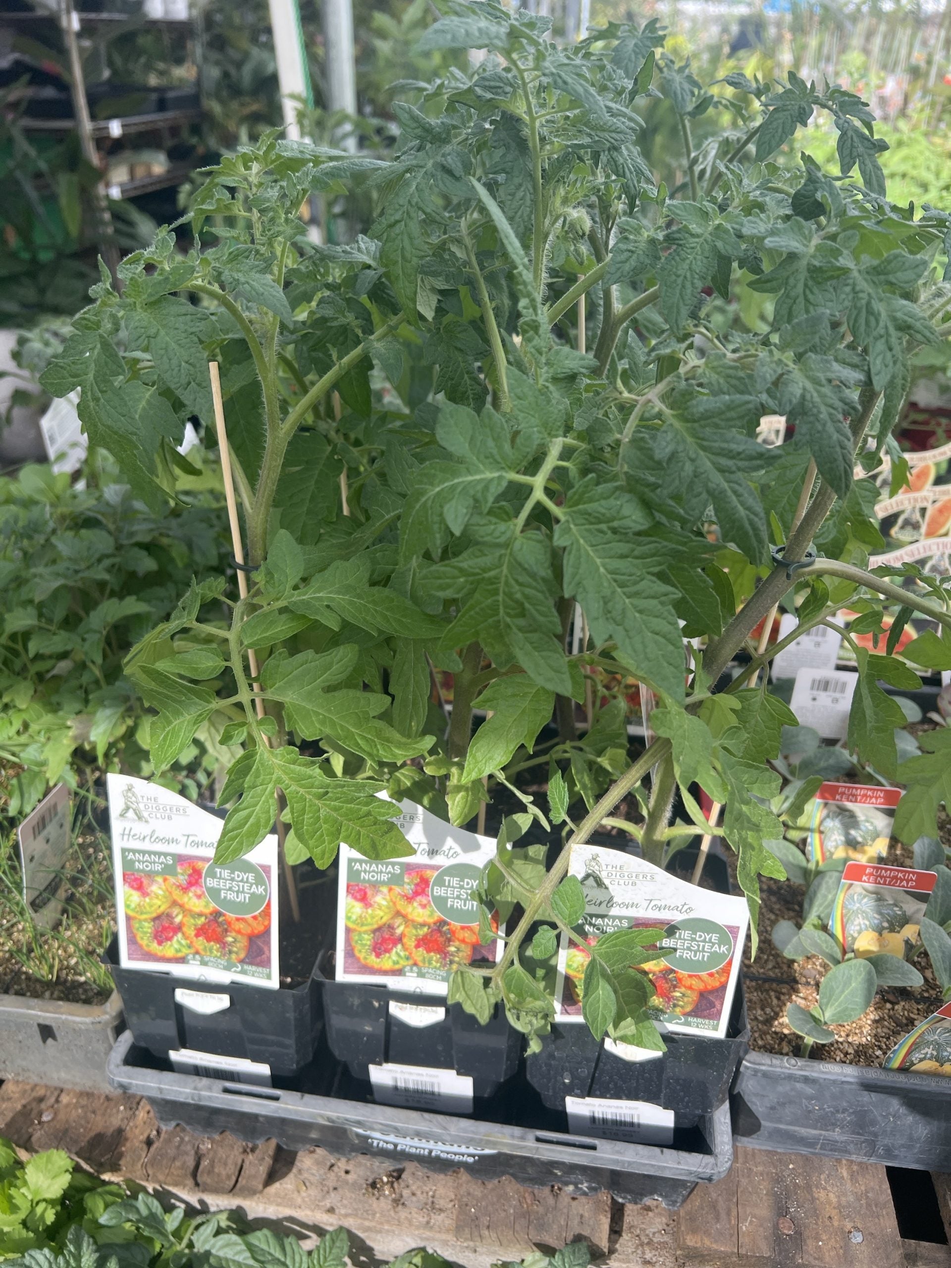 Tomato 'Ananas Noir'