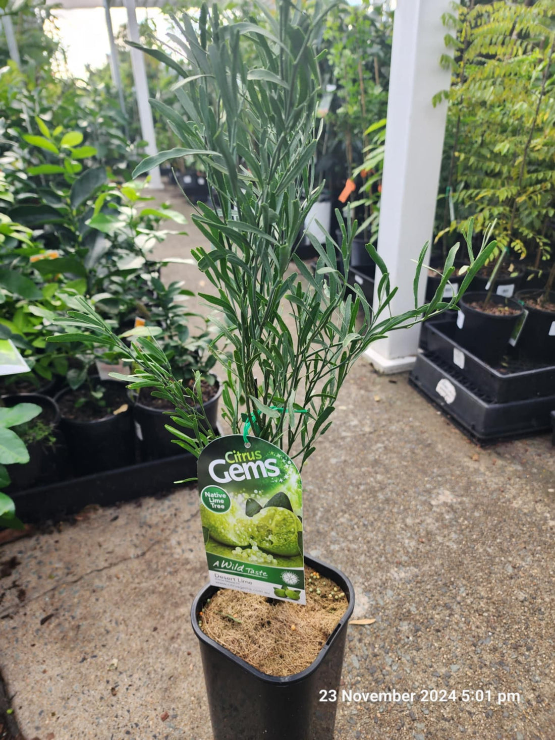 Desert Lime (QLD Only) - Ladybird Nursery