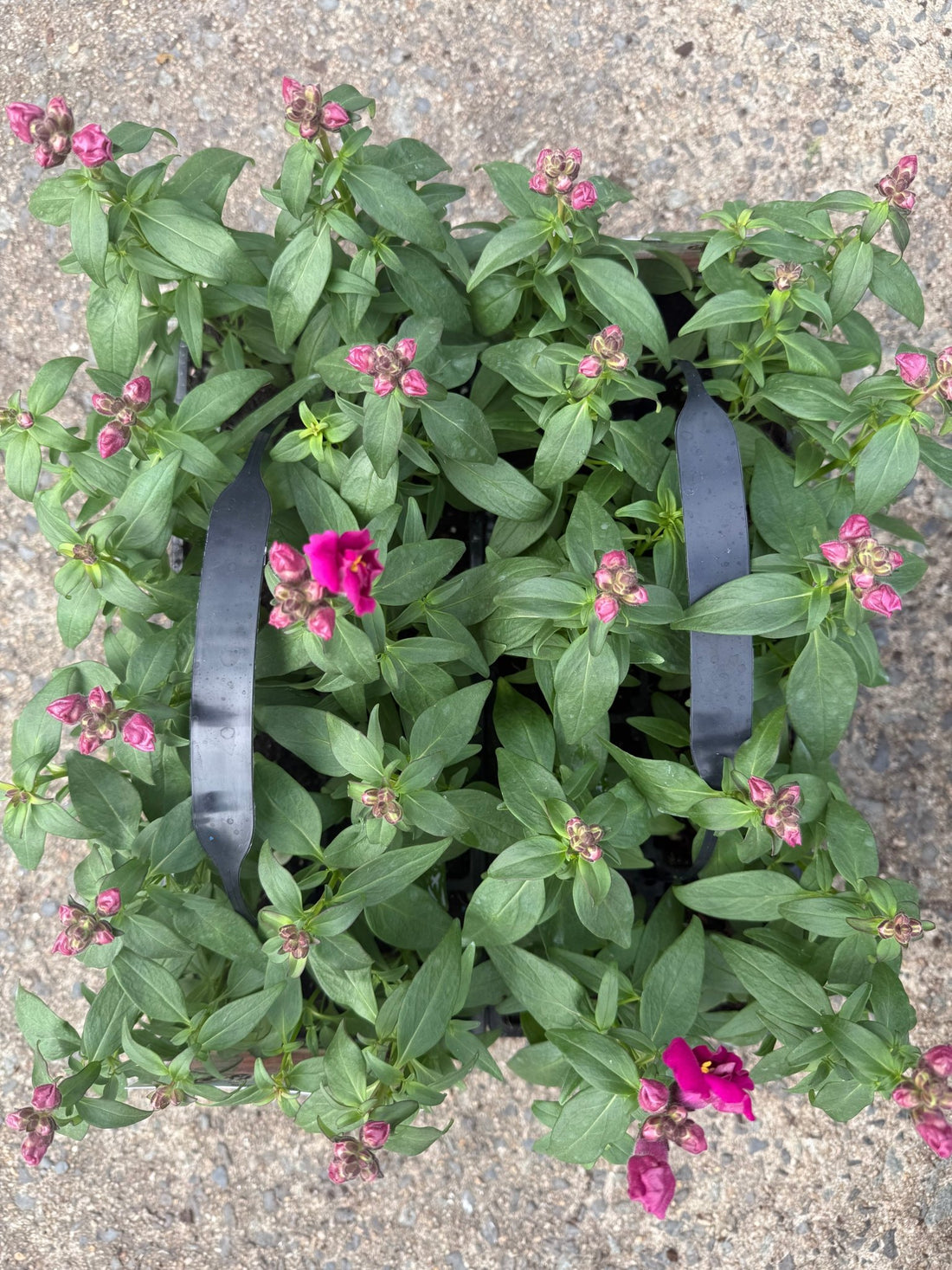Snapdragon 'Double Violet' 10 Cell (PICK UP ONLY)