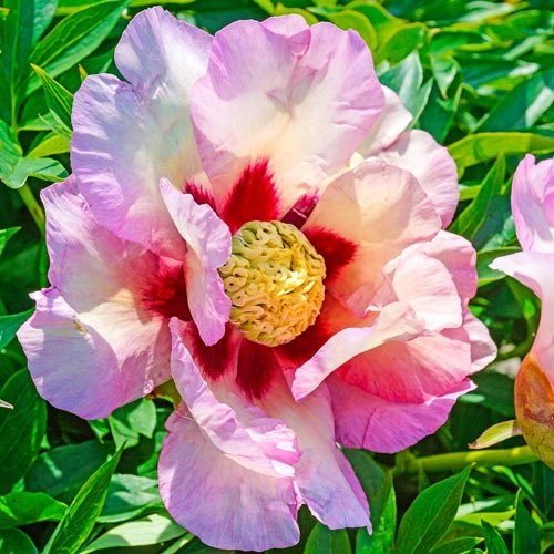 Itoh Peony Pastel Splendor (Paeonia) - Ladybird Nursery