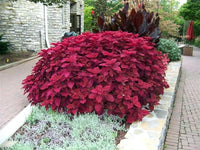 Coleus Redhead