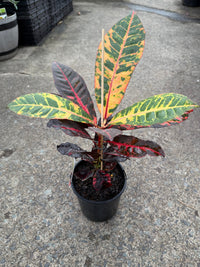 Croton 'Norma' - Ladybird Nursery