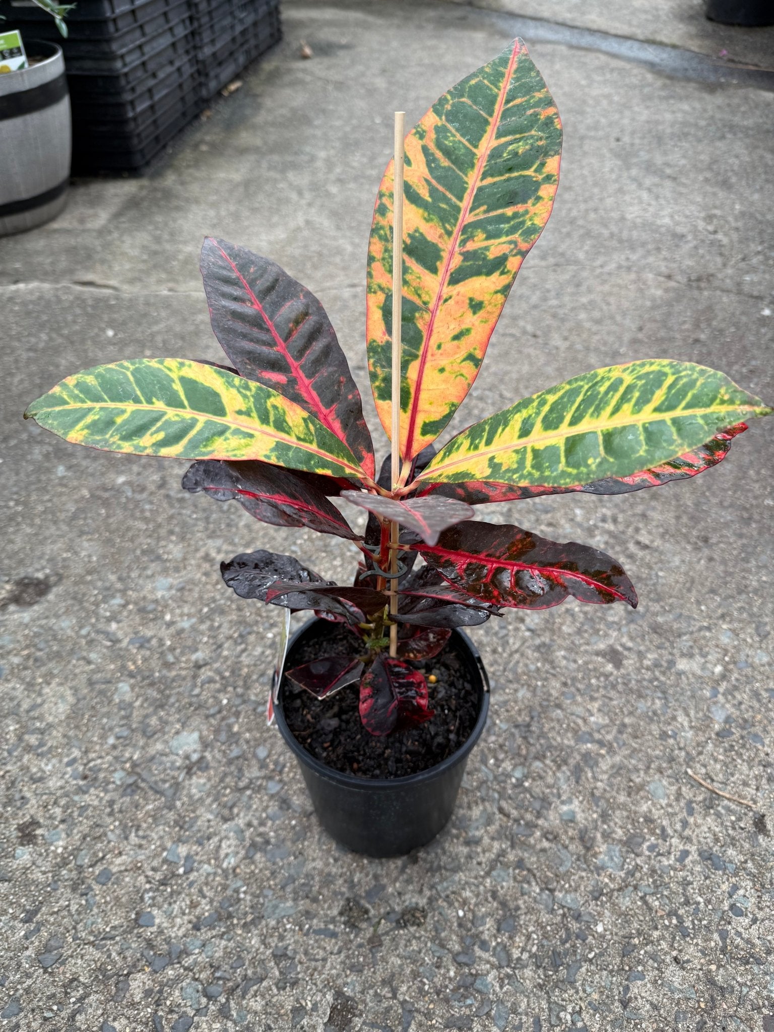 Croton 'Norma' - Ladybird Nursery