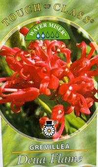 Grevillea 'Deua Flame' - Ladybird Nursery