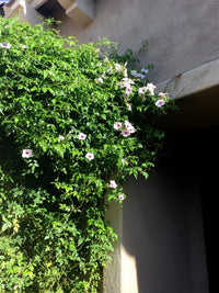 Bower Vine 'Jam Drops' (Pandorea jasminoides)