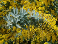 Cootamundra Wattle (Acacia baileyana)