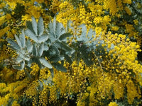 Cootamundra Wattle (Acacia baileyana) - Ladybird Nursery