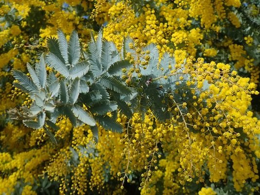 Cootamundra Wattle (Acacia baileyana) - Ladybird Nursery