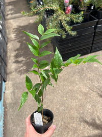 Jaboticaba White (Plinia phitrantha ‘ESALQ’) - Ladybird Nursery