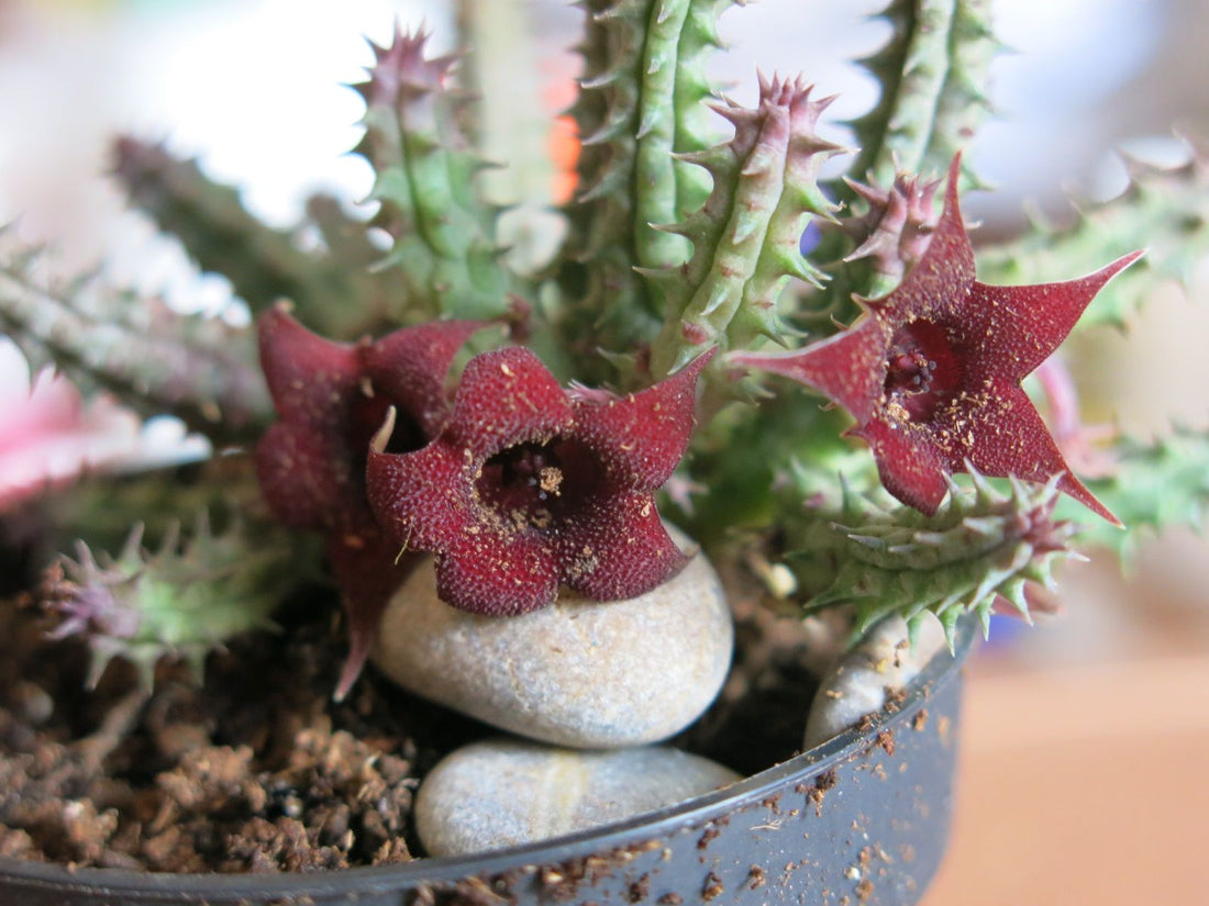 Carrion Flower (Huernia macrocarpa) - Ladybird Nursery