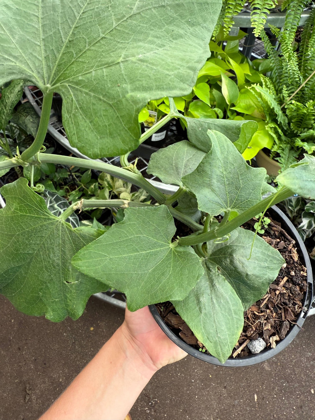 Choko Vine - Ladybird Nursery