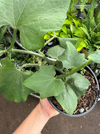 Choko Vine - Ladybird Nursery