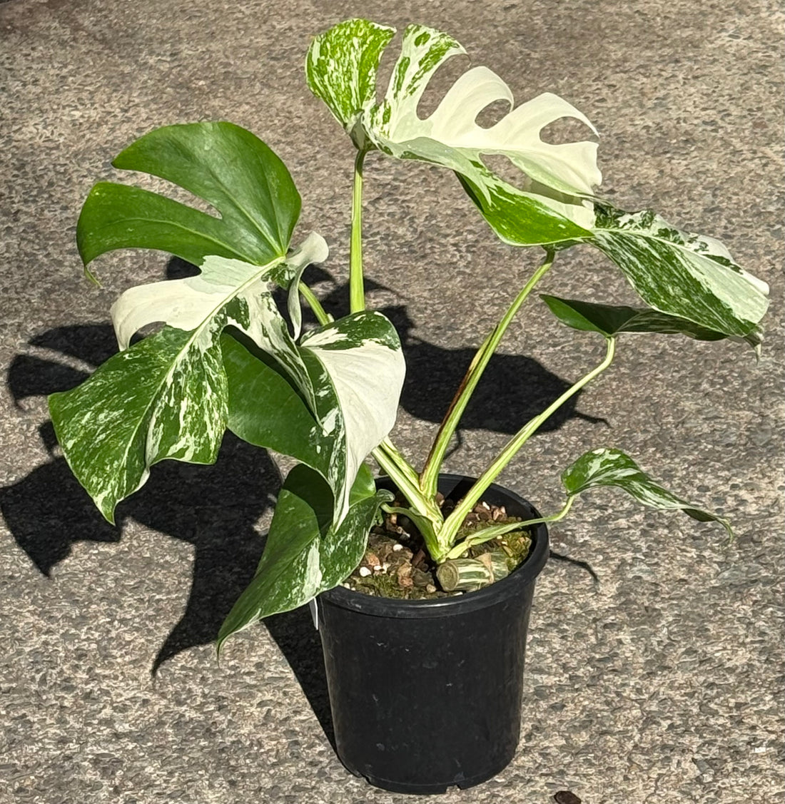 Monstera deliciosa var. borsigiana ‘Albo Variegata’