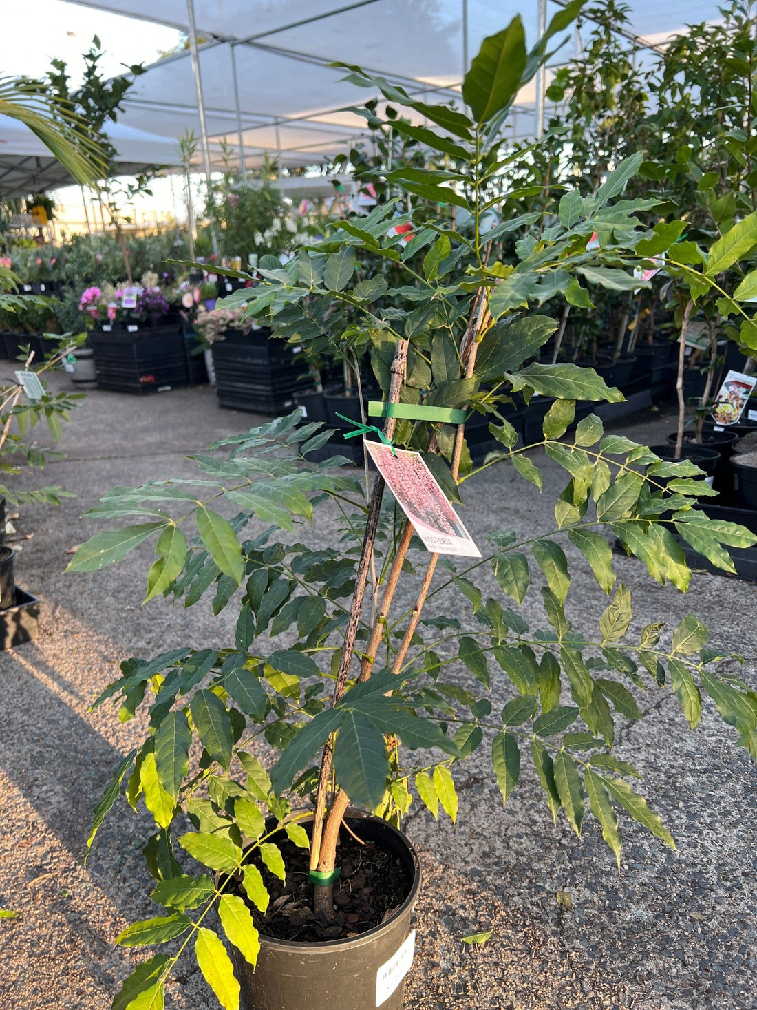 Japanese Wisteria 'Rosea' Large (Wisteria floribunda) - Ladybird Nursery