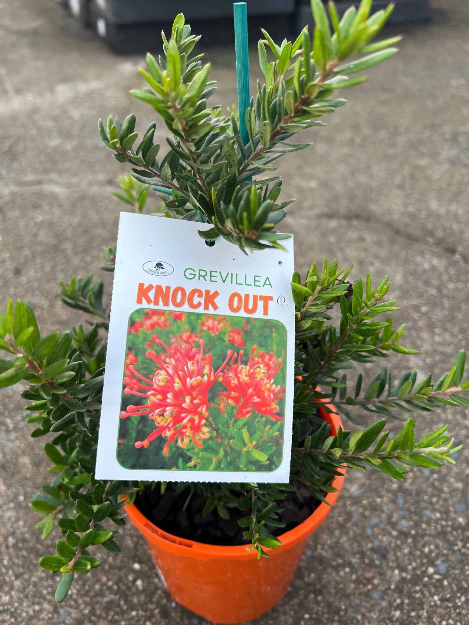 Dwarf Grevillea 'Knockout' - Ladybird Nursery