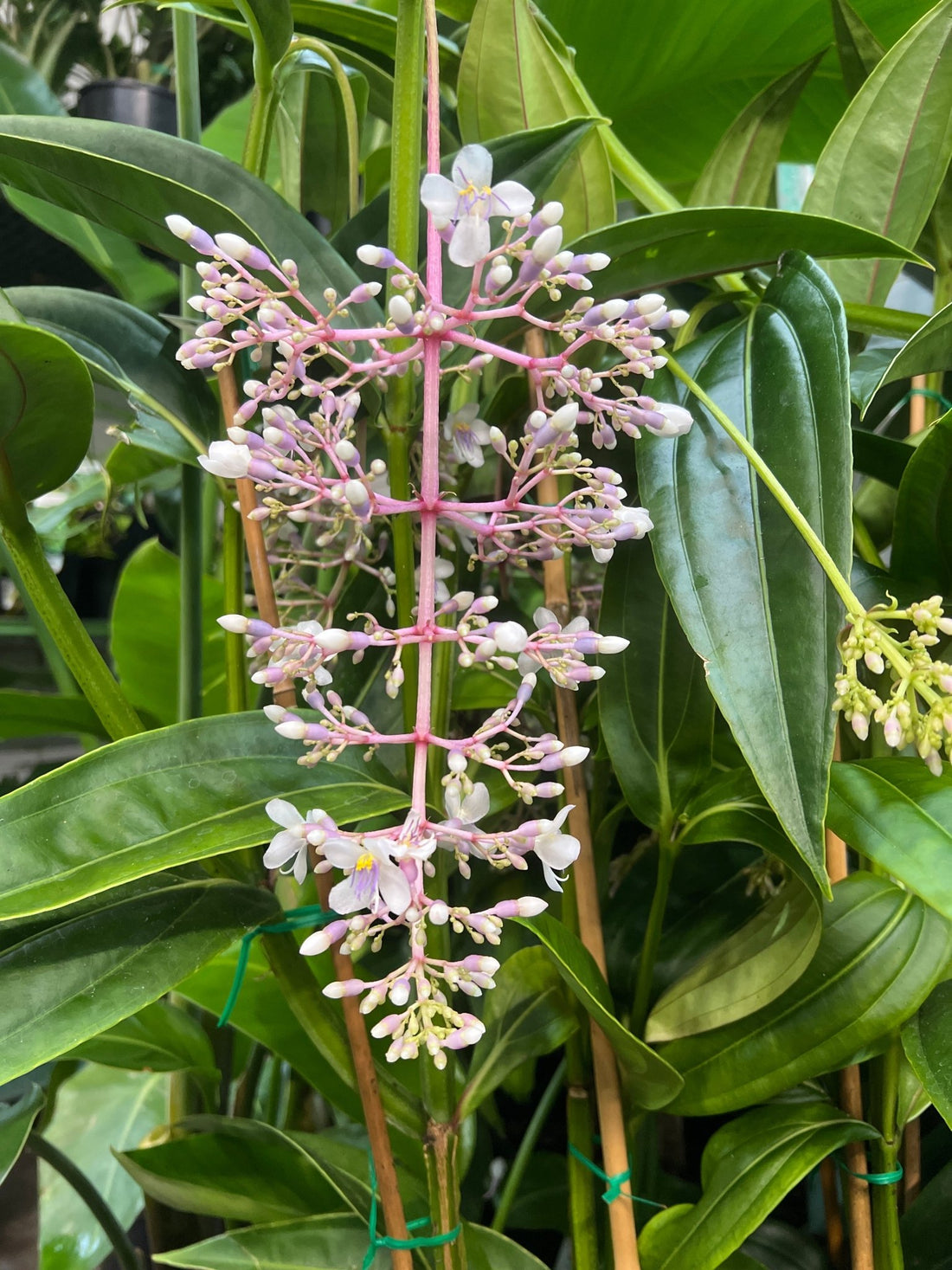 Giant Chandelier Plant (Medinilla dolichophylla x alata) - Ladybird Nursery