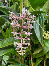 Giant Chandelier Plant (Medinilla dolichophylla x alata) - Ladybird Nursery