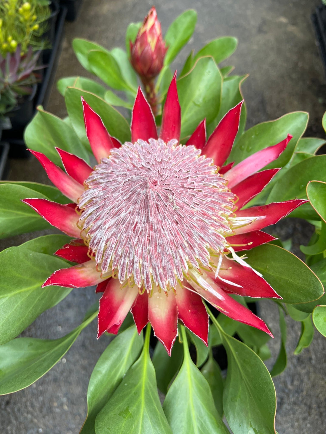 Protea 'Little Prince' - Large - Ladybird Nursery