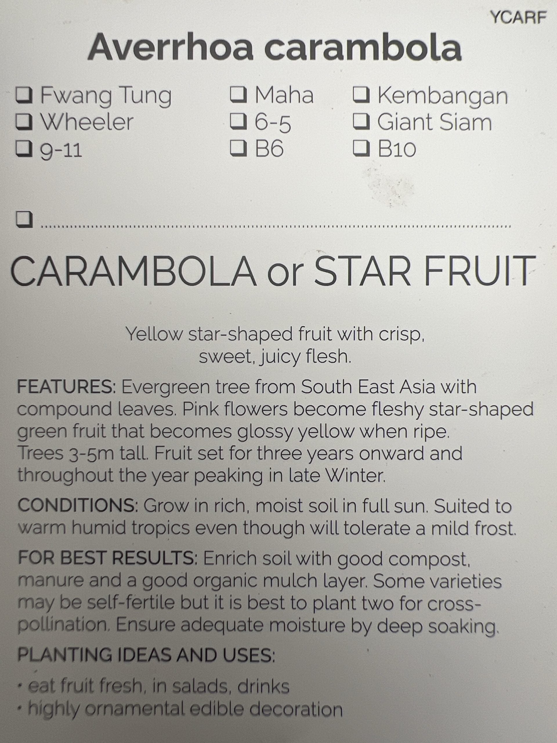 Carambola Honey Sweet (Star Fruit) Tree--Grafted