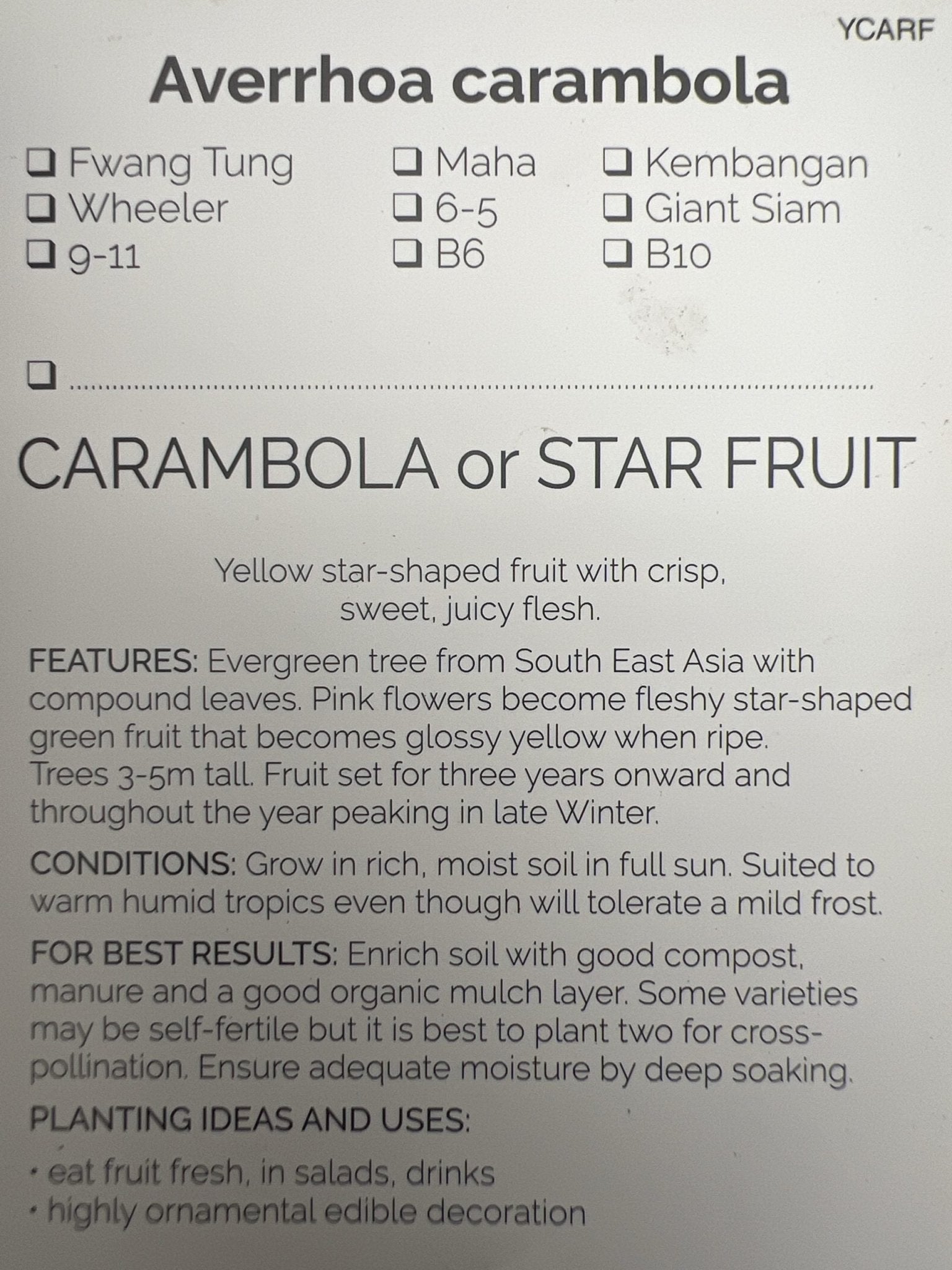 Carambola Honey Sweet (Star Fruit) Tree - Grafted - Ladybird Nursery