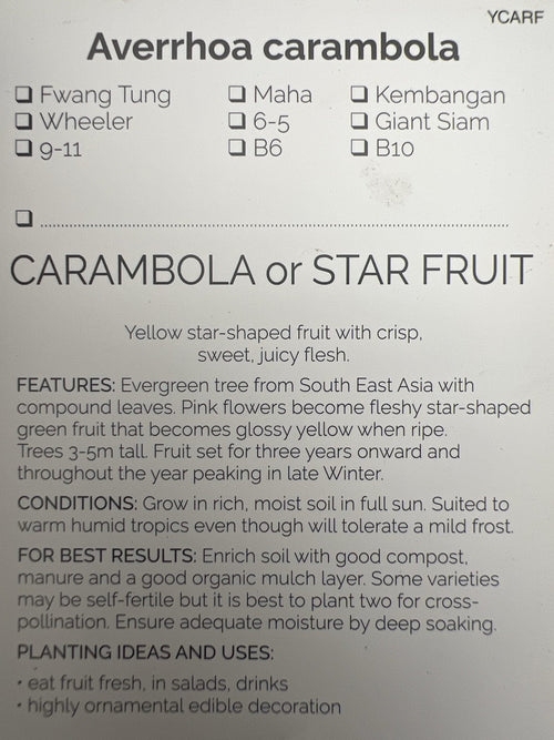 Carambola Honey Sweet (Star Fruit) Tree - Grafted - Ladybird Nursery
