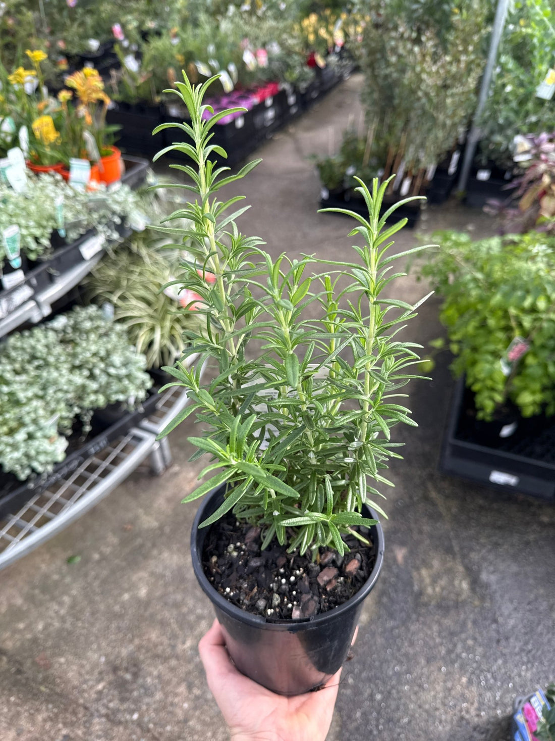 Rosemary 'Tuscan Blue' - Ladybird Nursery