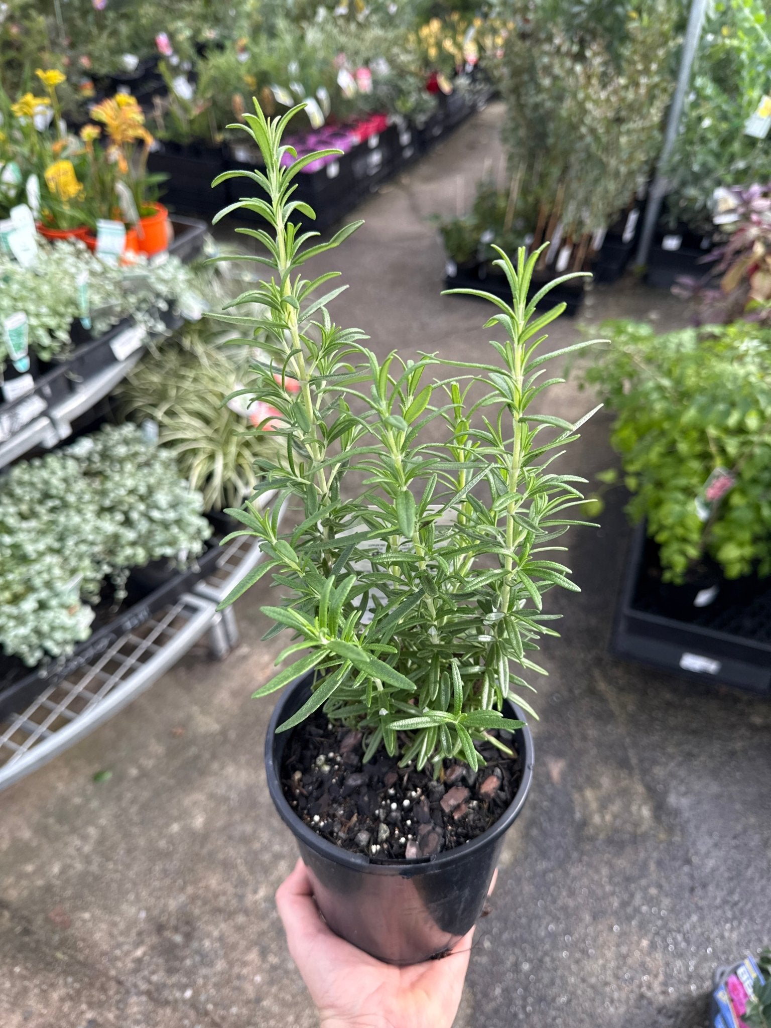 Rosemary 'Tuscan Blue' - Ladybird Nursery