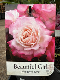 Rose 'Beautiful Girl'