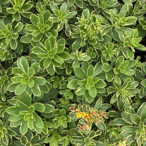 Stonecrop variegatum (Sedum kamshaticum)