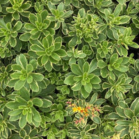 Stonecrop variegatum (Sedum kamshaticum) - Ladybird Nursery