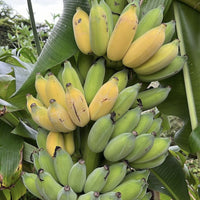 Dwarf Lady Finger Banana (QLD Only) - Ladybird Nursery