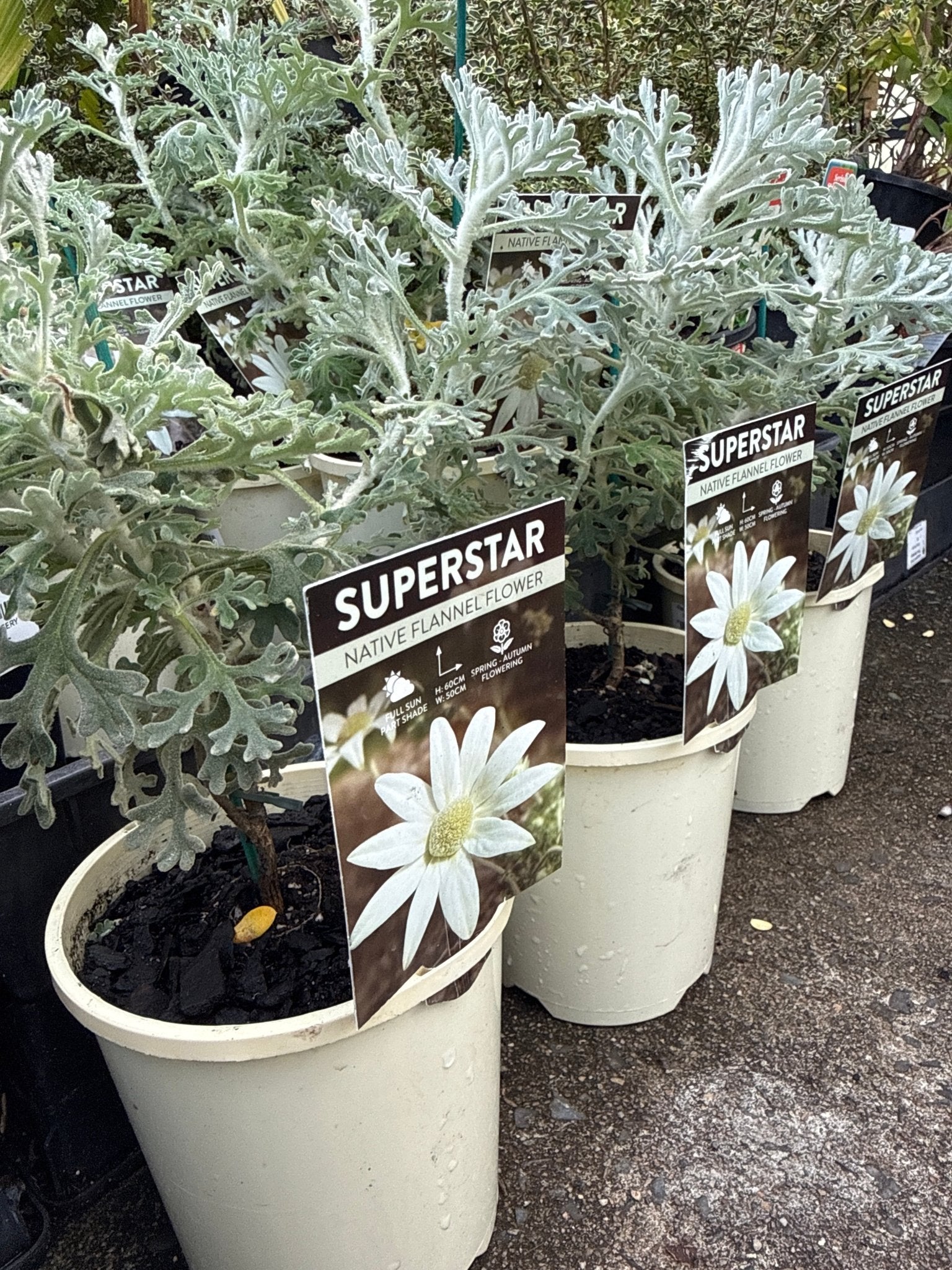 Flannel Flower 'Superstar' (Actinotus helianthi) - Ladybird Nursery