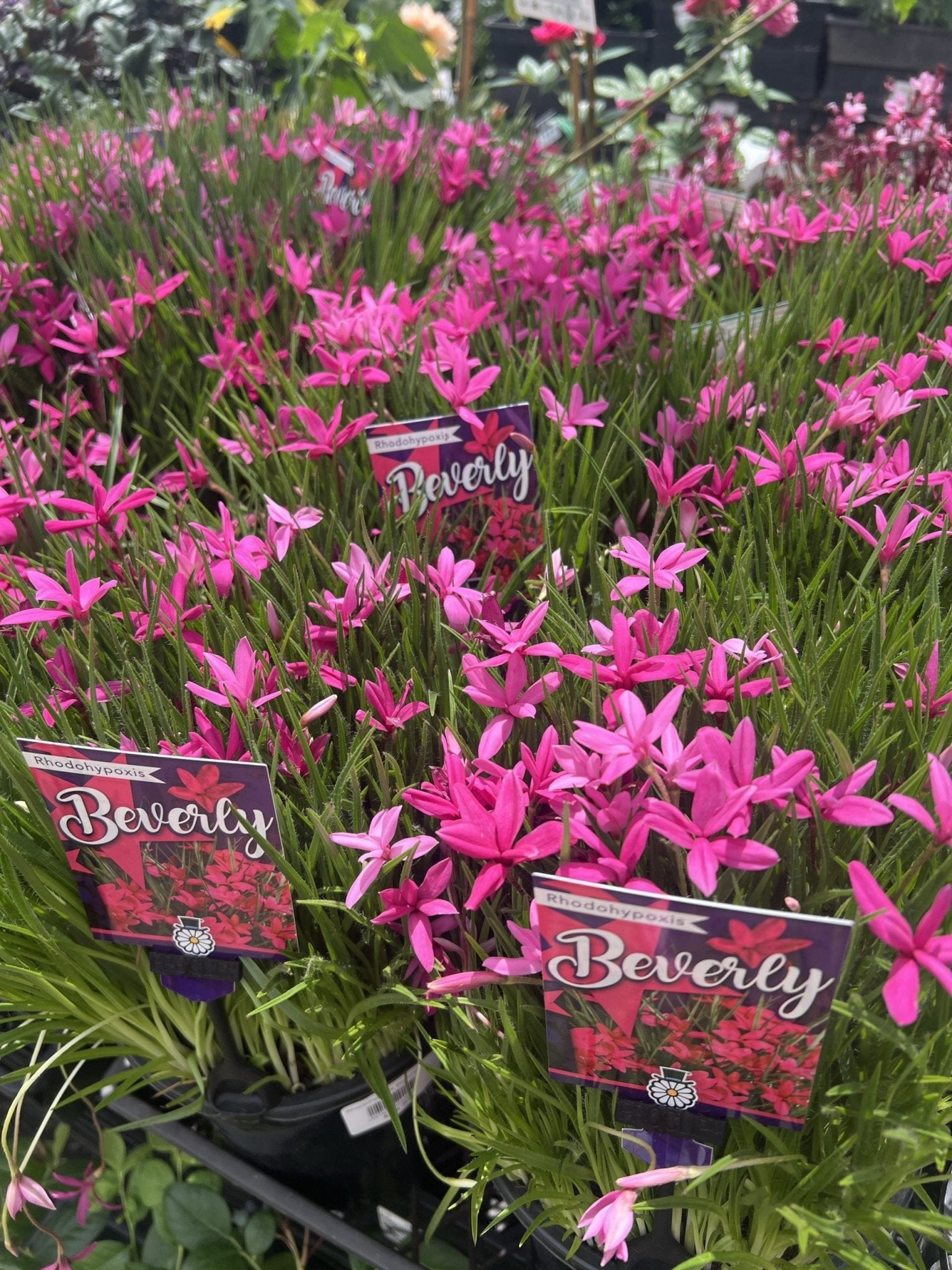 Rhodohypoxis 'Beverly' 140mm Pot - Ladybird Nursery