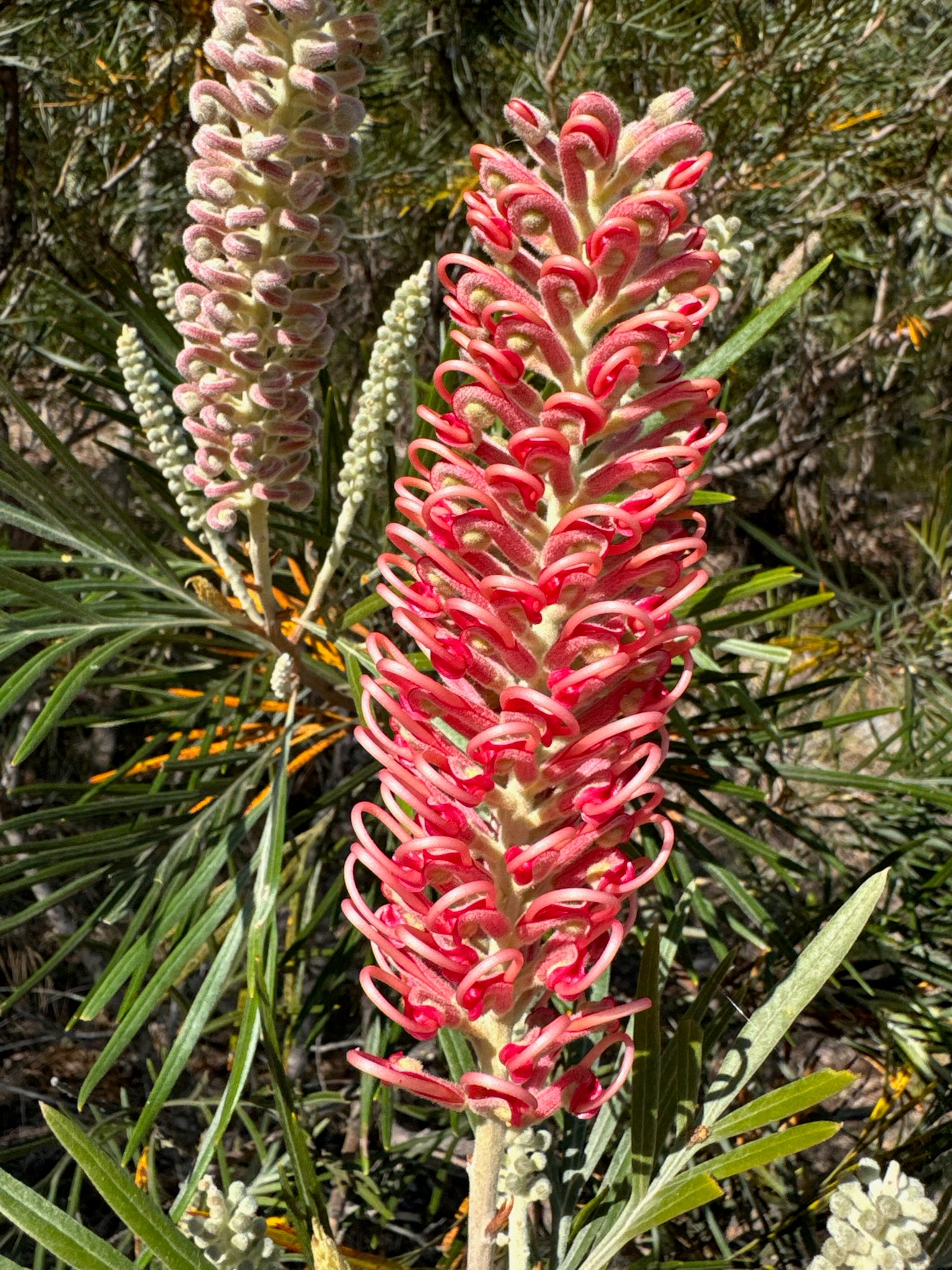 Grevillea Coastal Impressive - Ladybird Nursery
