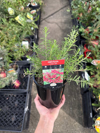 Dwarf Grevillea 'Cherry Ripe' - Ladybird Nursery