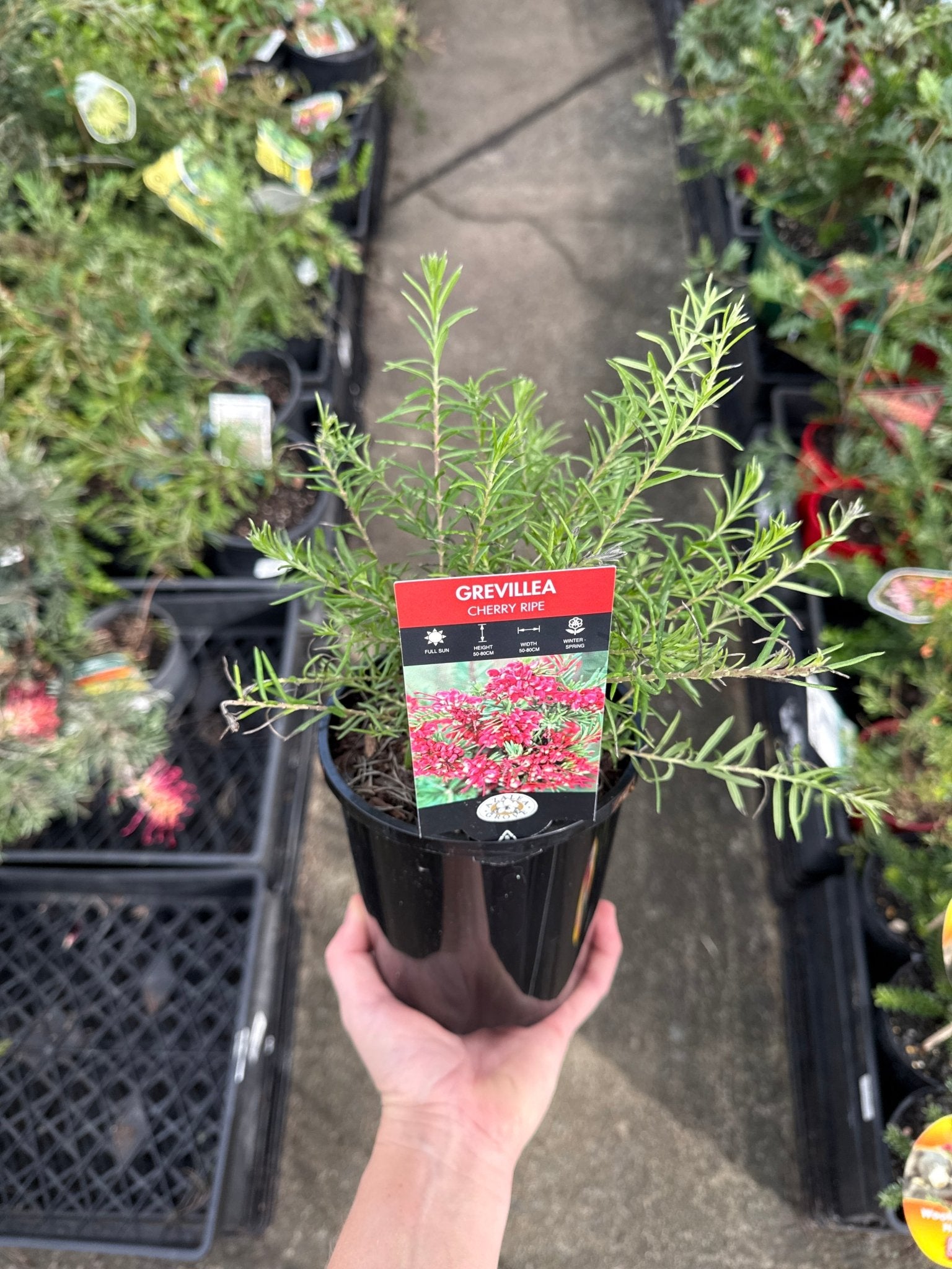 Dwarf Grevillea 'Cherry Ripe' - Ladybird Nursery