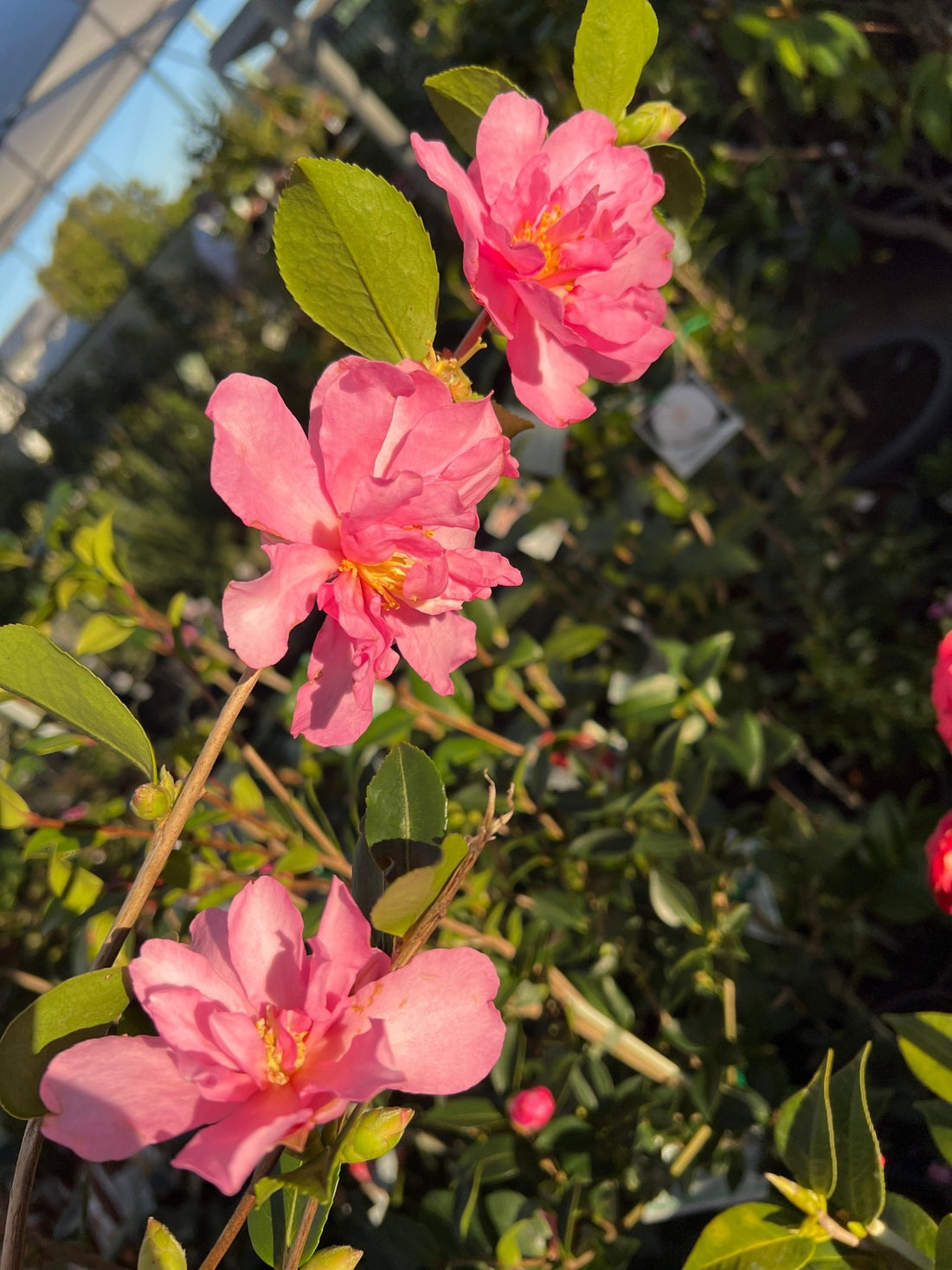 Camellia 'Showa No Sakae' - Large - Ladybird Nursery