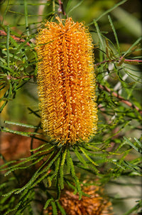 Banksia 'Bold and Gold' (Banksia spinulosa)